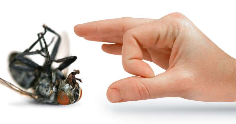 Biohazard Cleanup for Pest Infestations